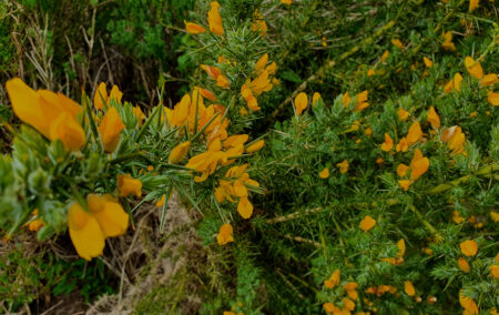 early summer gorse