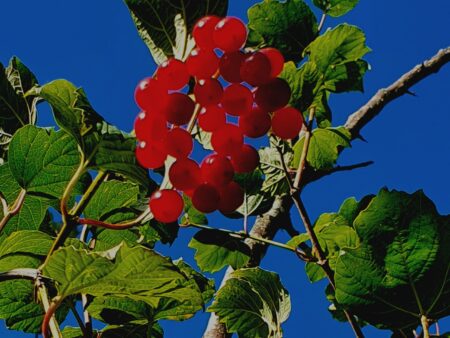 late summer berries in Queens Park