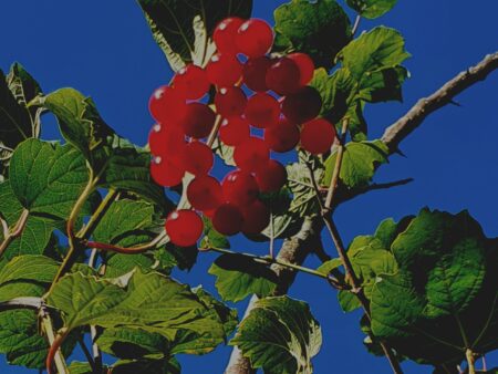 Late summer berries in Queen's Park