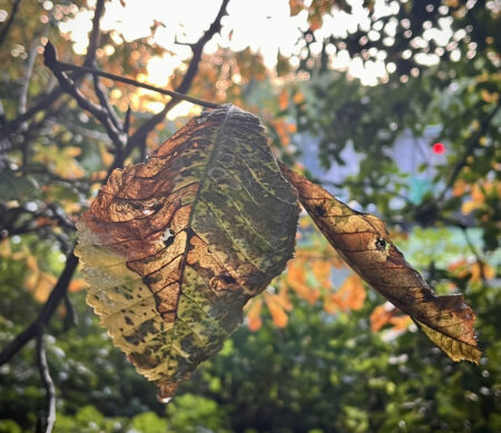 AUTUMN LEAF Horse chestnut leaf in Queens Park
