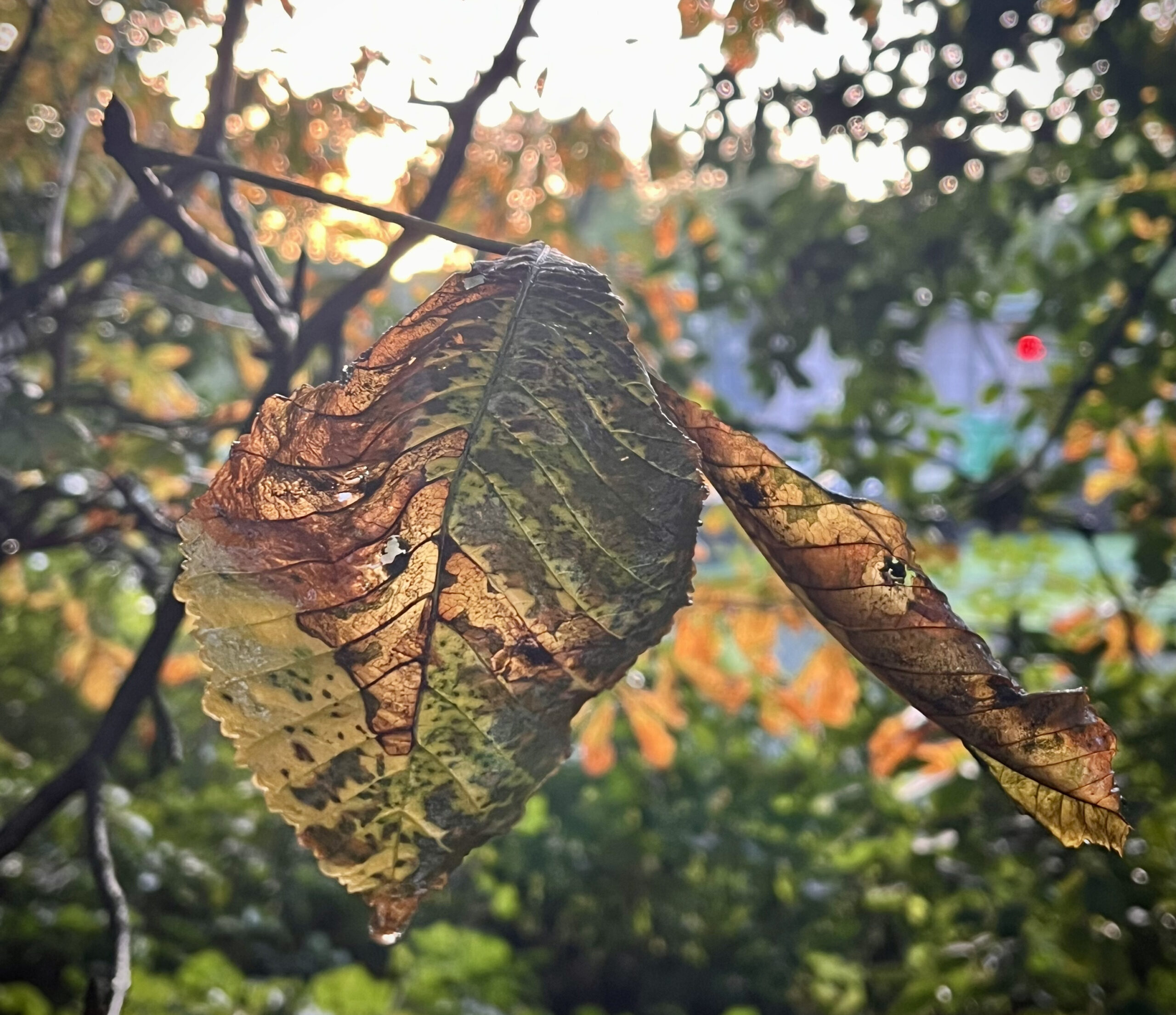 Horse chestnut leaf in Queens Park