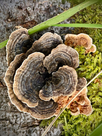 TurkeyTailFungi Turkey Tail fungus Cathkin Braes Sept 26